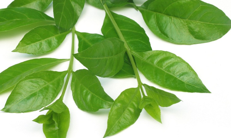 Mehendi Leaves