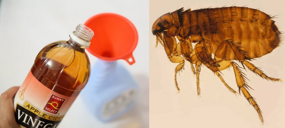 What is Apple Cider Vinegar and its Benefits - FashionBuzzer.com